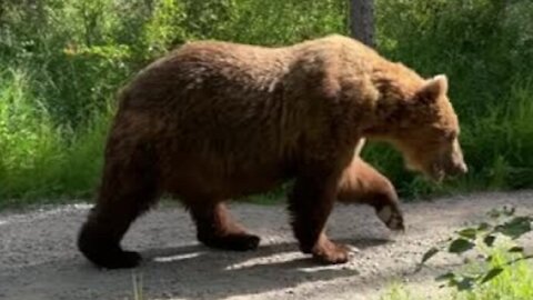 Insanely close call with massive Alaskan brown bear