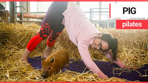 A British farm has become the first in the world to offer - pig pilates