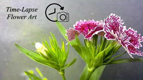 Elegant Flower 14 Day time-lapse