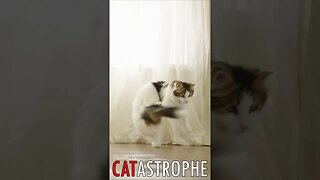 😼 #CATASTROPHE - In Pursuit of Tail: The Whirling Adventure of a Playful Cat 🐈