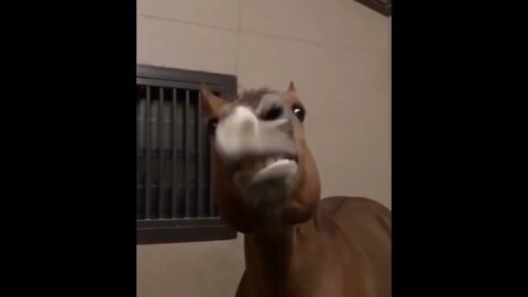 Funny and Cute Horse Videos Compilation cute moment of the horses- Cutest Horse #578 6