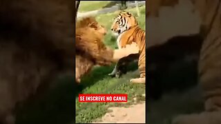 🐆 Leão VS Tigre quem ganha a batalha? Confira 🐆