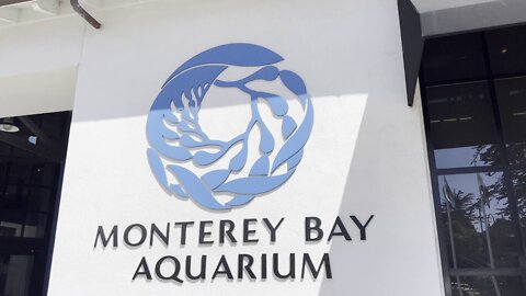Monterey Bay Aquarium - Into the Deep Exhibit (4K)