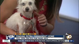 Pet of the Week: Petra