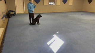 Queen Sophia Kay of the South AKC leave it lesson