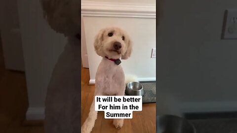 I Shaved My Dog.. Wait Until The End!