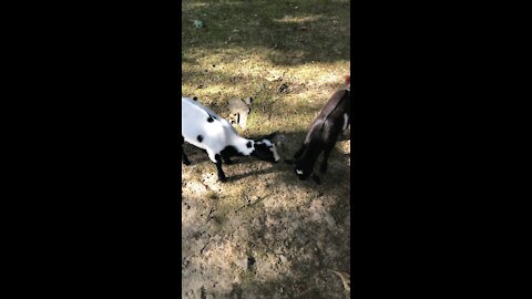 Baby Goat Exploring