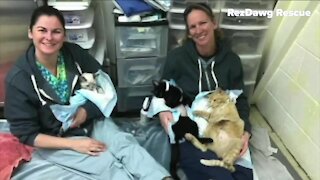 Denver7 viewers help dog rescue group