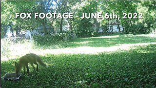 Fox Footage - June 6th, 2022.