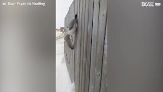 Unlucky seagull gets caught in wooden fence