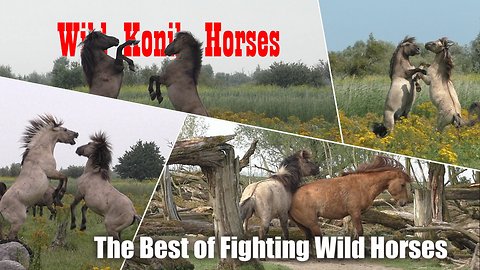 The best compilation of fighting wild horses ever!