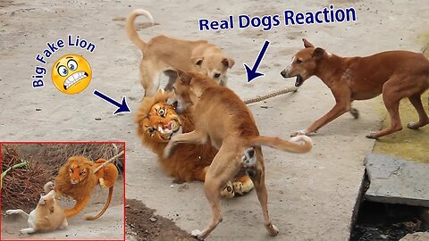 Troll prank dog funny & fake lion & fake tiger prank to dog & huge box prank to dog