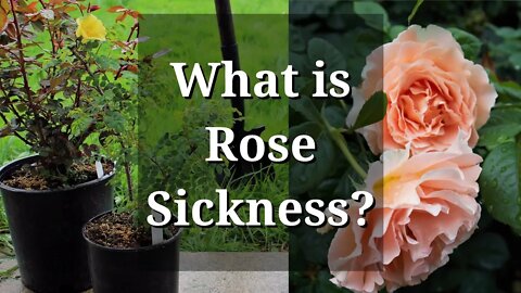 What is Rose Sickness? (Specific Replant Disease)