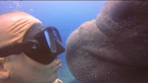 Lamantino dà un bacio al subacqueo