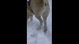 Lexus Playing in the Snow