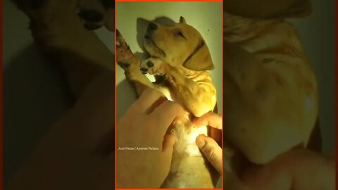 Extração de Berne em Cachorro Sedado - Bern extraction in a sedated dog - Just Relax | Apenas Relaxe