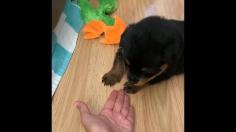 5-Week-Old Rottie Learns to Give 5