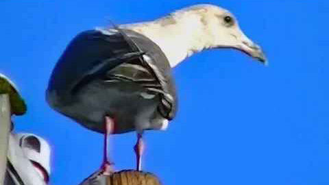 IECV NV #79 - 👀 A Glaucous winged gull - Seagull A Hummingbird & Dark Eyed Junco's 12-14-2014
