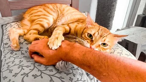 How To Bite Hooman Without Hurting Them