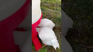 Funky White Chickens! #chicken #cornishcross #farming #chickentractor #homestead #shorts