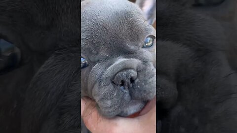 #frenchbulldog #frenchbulldogpuppiesforsale #frenchbulldogpuppy