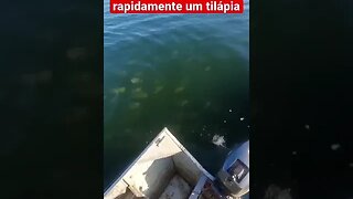 As Temidas Piranhas veja um cardume atacando uma tilápia