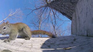 Nosey squirrel surprised while stealing sunflower seeds