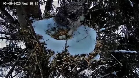 Ellie's Second Egg Revealed 🥚🥚 03/08/23 18:24