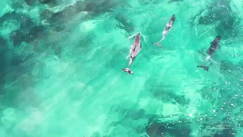 Dolphins at Bastion Point Mallacoota 17 July 2023
