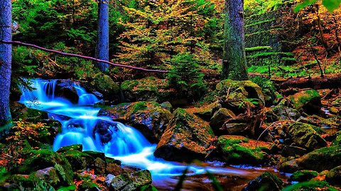 Forest Stream Sounds with cheerful Birds | Forest River and Rolling Thunder Sounds for Sleeping |