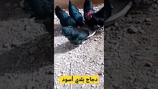 الدجاج البلدي الأسود الفيومي كيوت روعة