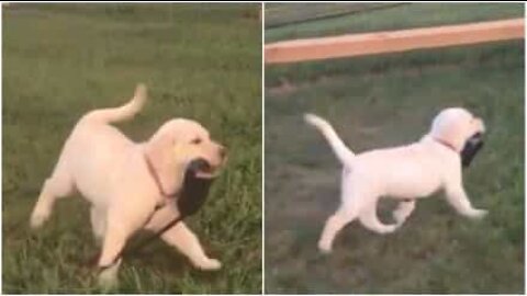 Ce chiot montre qu'elle est une grande fille en s'auto-promenant