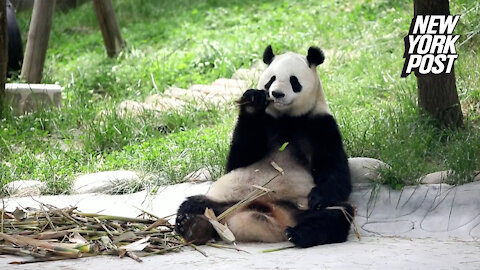 New giant panda research center opens to the public in China
