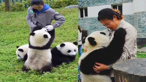 Giant panda cub Bei Bei makes public debut at the National Zoo