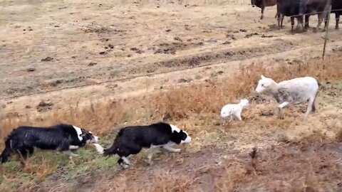 Under the guidance of the owner, the two dogs gradually returned to herding the mother sheep