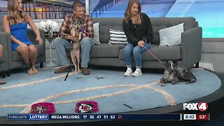 Lyla from Gulf Coast Humane Society Chooses Super Bowl Winner