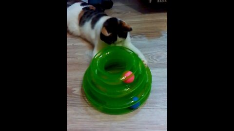 What a fun toy for my cat