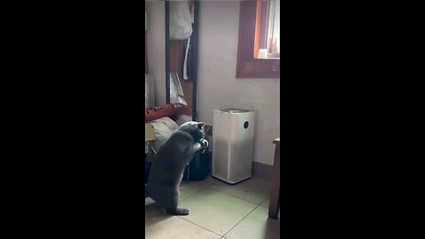 Funny animals Cat