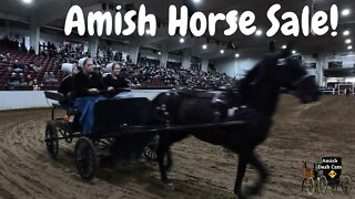 Buggy Horse Auction