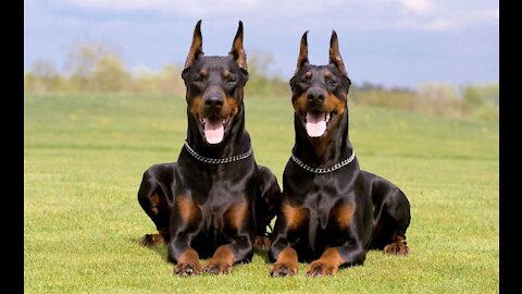 THE FAMOUS DOBERMANN