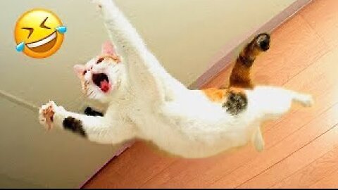 Flight cat funny video 😂😂😂। funny moments 😂 funny video 2023 ।