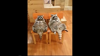 Chubby Raccoons Eat Food From Their Bellies While Lying On A Chair
