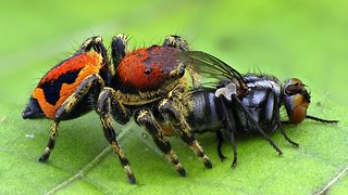 Jumping spider from Ecuador at breakfast