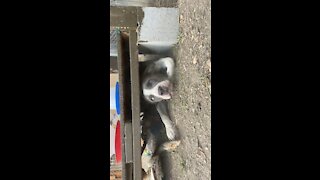 Dog gets stuck under a chicken coup