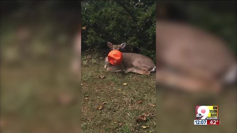 Anderson Township neighbors rescue deer whose head was trapped in plastic pumpkin bucket