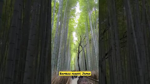 The Arashiyama Bamboo Forest, Kyoto, Japan