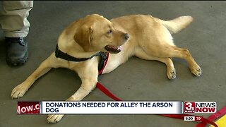 Alley The Arson Dog