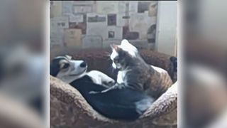 These Cats and Dogs Are Best Friends Forever
