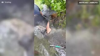 Cadela salva filhote de afogamento