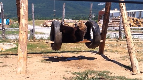 Bear swings on a swing and gives playful attack on his brother